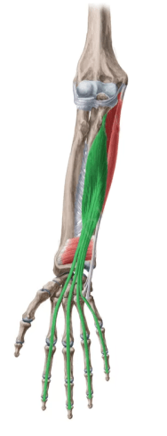 flexor-comun-dedos