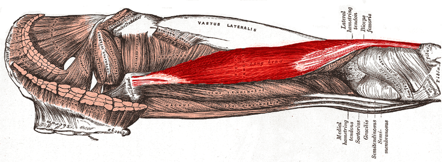 Biceps_femoris_muscle_long_head.png